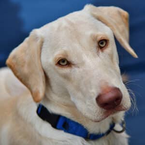 Close up of a puppy retriever, looking at camera