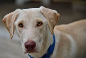 Full front face of puppy retriever looking at camera