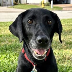 Close up of black retriever's face