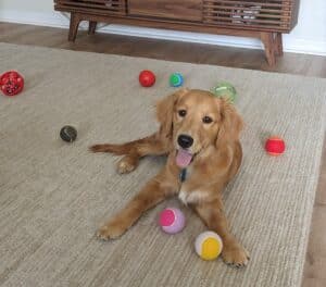 Puppy retriever, laying on the floor with eight toy balls in front of puppy