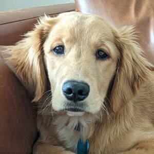 Close up of a puppy retriever looking at the camera