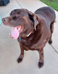 Brown retriever mix standing with tongue hanging out