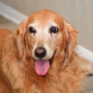 headshot of Golden retriever Cindy Scarlett with tongue sticking out.