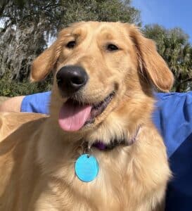 Head shot of Golden retrieval Daisy Fia outside with tongue sticking out.