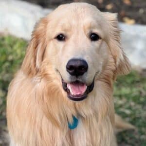 Golden retriever looking toward the camera with its mouth open.