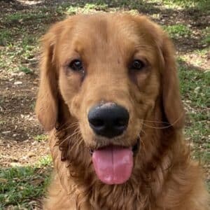 Close-up of golden retriever sitting outdoors, looking toward the camera with its tongue out.