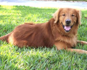 Golden retriever lying outdoors on green grass, looking toward the camera.