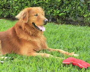Golden retriever lying in thick green grass next to a red plush bone toy.