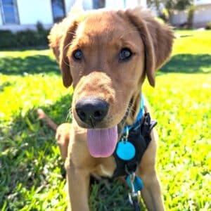 Close-up of a puppy golden retriever sitting in the grass, wearing a black harness and a bright blue identification tag.