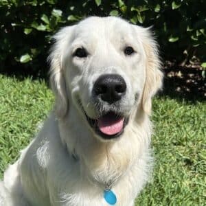 Cropped photo of retriever, sitting outside, looking at the camera on the grass