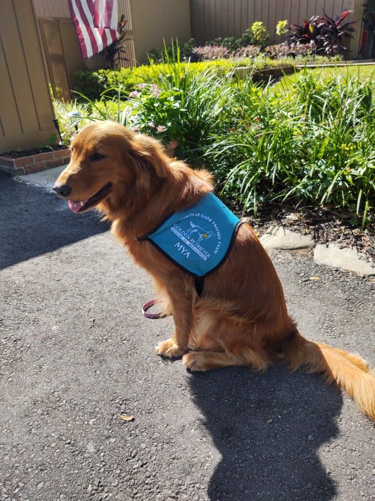 Mya and Handler Bruce - Golden Retriever Rescue of Mid Florida