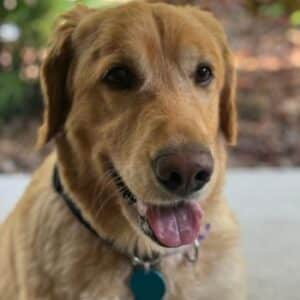 close up of retriever sitting looking at the camera
