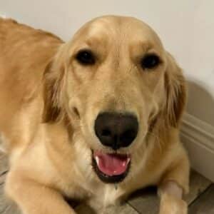Close up of retriever looking up at the camera