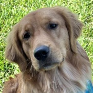 Cropped Close-Up of Retrievers head