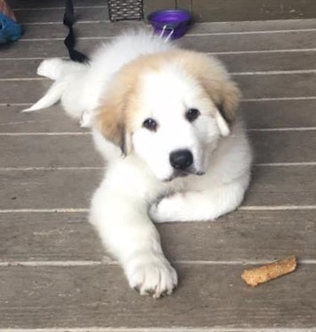 Puppy laying on the floor