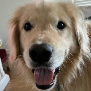 Headshot of a golden retriever.