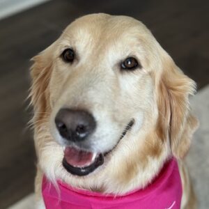 Headshot of a smiling golden retriever.