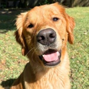 Headshot of a retriever.