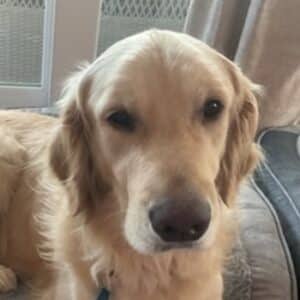 Headshot of a golden.