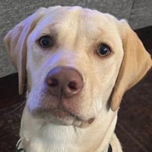 Close up of labrador retriever Cobb looking at the camera