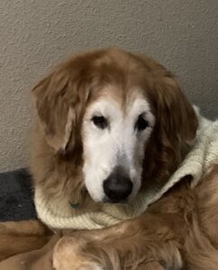 Senior Golden Retriever Dante resting indoors.