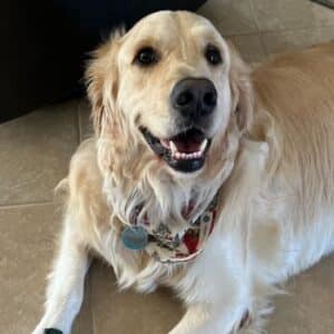 Golden retriever Yeti headshot indoors wearing a holiday bandana.