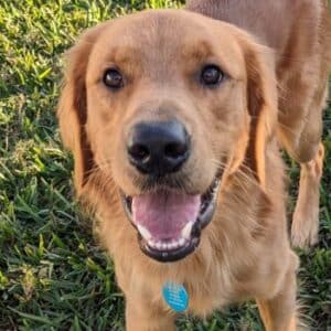 Young red-ish Golden Retriever who appears to be young, but not a puppy. The camera angle is looking somewhat down on the dog's face. He has mouth open slightly and is looking directly at the camera.