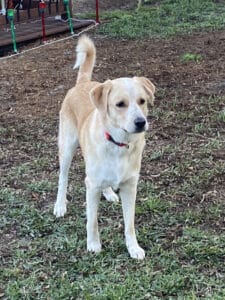 Cream and tan dog standing on a patch of dirt and grass outdoors, tail up and ears perked, wearing a red collar.