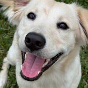 Happy retriever-mix puppy looking up with mouth open and bright eyes.