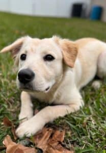 Retriever-mix puppy lying down with ears perked and looking to the side on a grassy lawn
