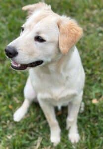 Light-coated retriever-mix puppy sitting on grass, looking attentively to the right.