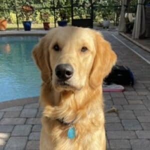 Headshot of Buccee Jayson. Golden Retriever sitting on a stone patio near a pool, looking calmly at the camera.