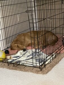 Golden Retriever sleeping curled up inside a crate with a towel and blanket, looking peaceful and secure.