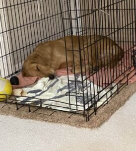 Golden Retriever sleeping curled up inside a crate with a towel and blanket, looking peaceful and secure.
