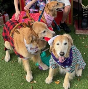Three Golden Retrievers wearing holiday costumes, gathered closely during a Christmas celebration.