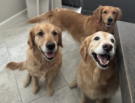 Three Golden Retrievers happily posing indoors, with one showing a big smile.