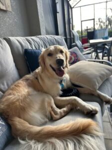 A golden lounging on the couch.