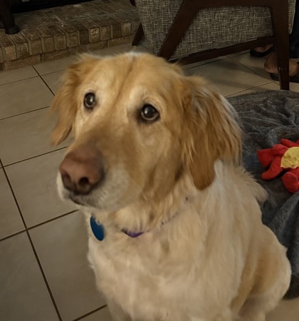 A golden retriever sitting and staring with furrowed brows, as if begging for a treat.