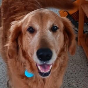 A headshot of a golden retriever, with bits of white around its muzzle and eyes, smiling.