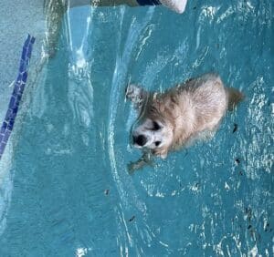 A senior golden swimming in a pool.