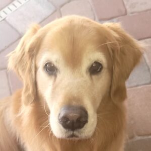 A senior golden with a white face peers up at the photographer.