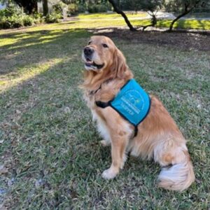 An adult, blonde, golden retriever seated upright and posing outside in a yard. It's wearing a blue Hearts of Gold volunteer vest with it's name, Skipper.