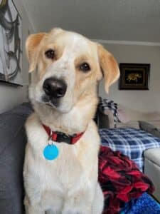 A retriever mix sitting on a couch.