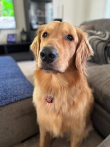 A golden posing for the camera.