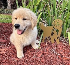 A golden puppy posing outside next to a decorative metal golden.