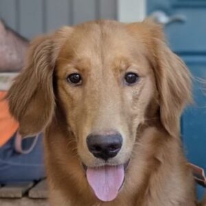 Retriever headshot.