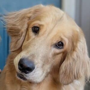 Retriever headshot.
