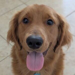 A golden retriever sticks it's tongue out and looks at the camera.