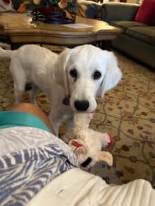 A golden retriever puppy with a lamp chop toy in its mouth.