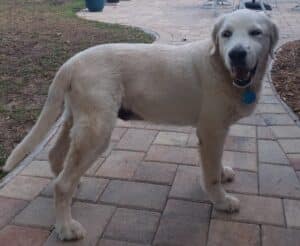 A light-colored golden standing outside on a patio.